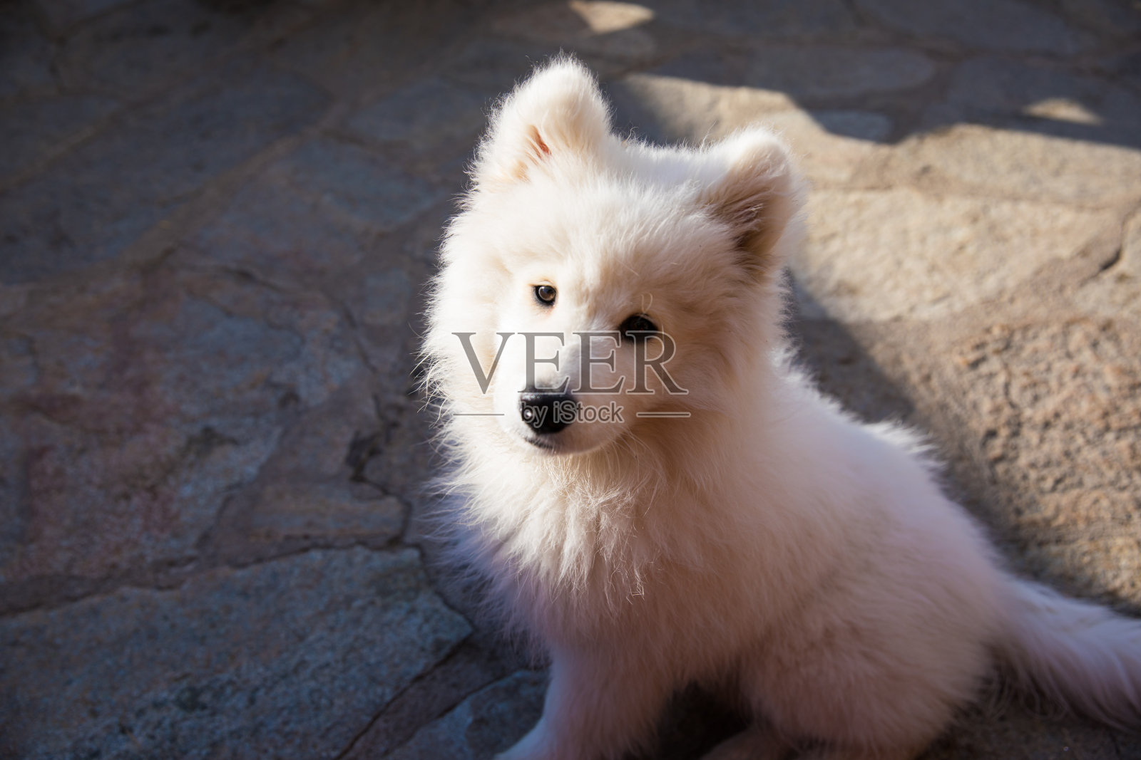 有趣的萨摩耶小狗在雪中玩耍照片摄影图片