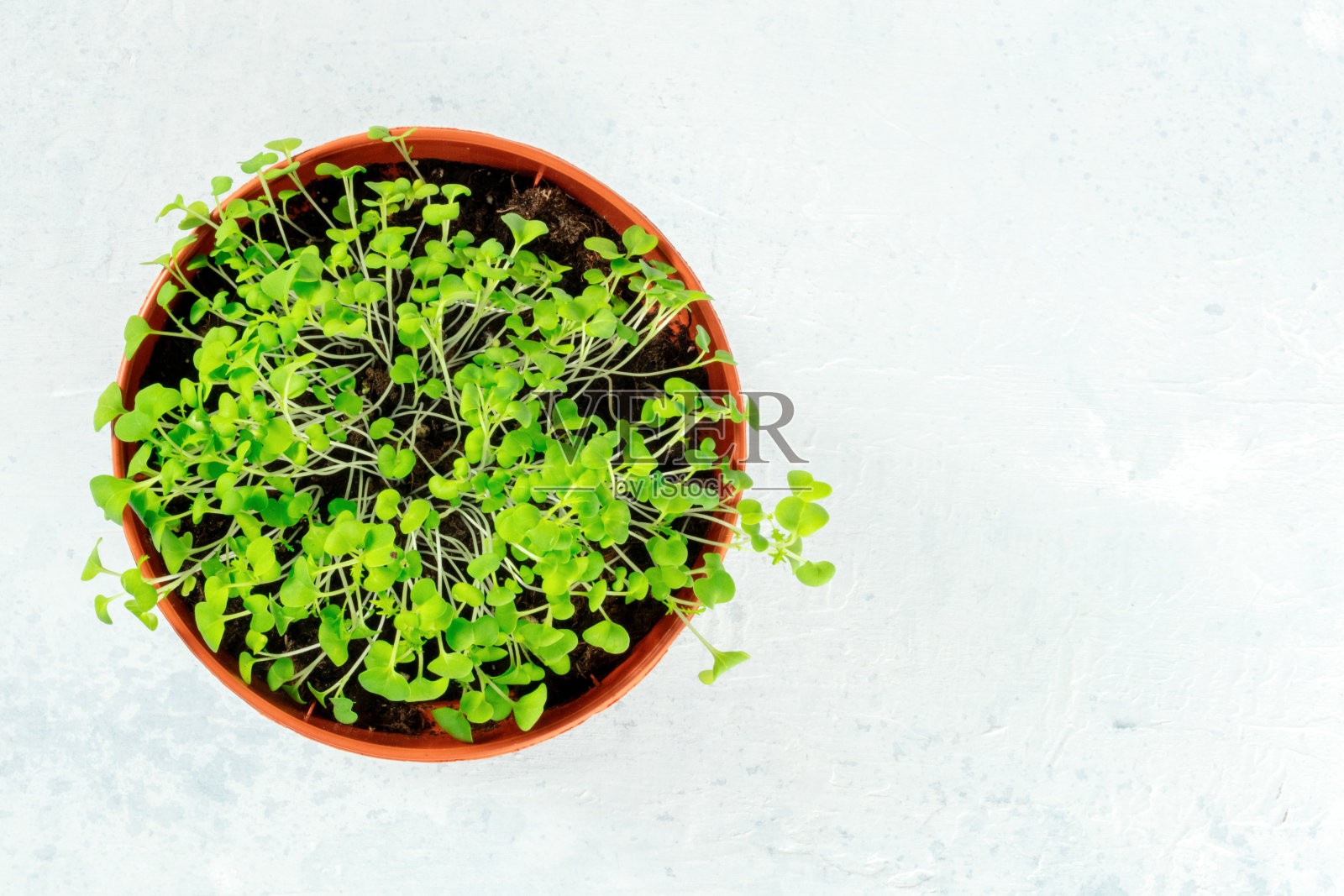 新鲜的绿色芽在一个播种机，从顶部拍摄与文字的地方照片摄影图片