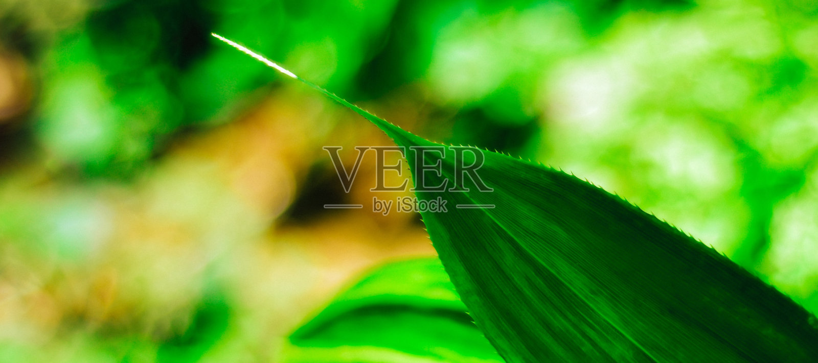 深绿色的叶子抽象的背景与文本空间的网络横幅。高清图像和大分辨率。可以用作墙纸吗照片摄影图片