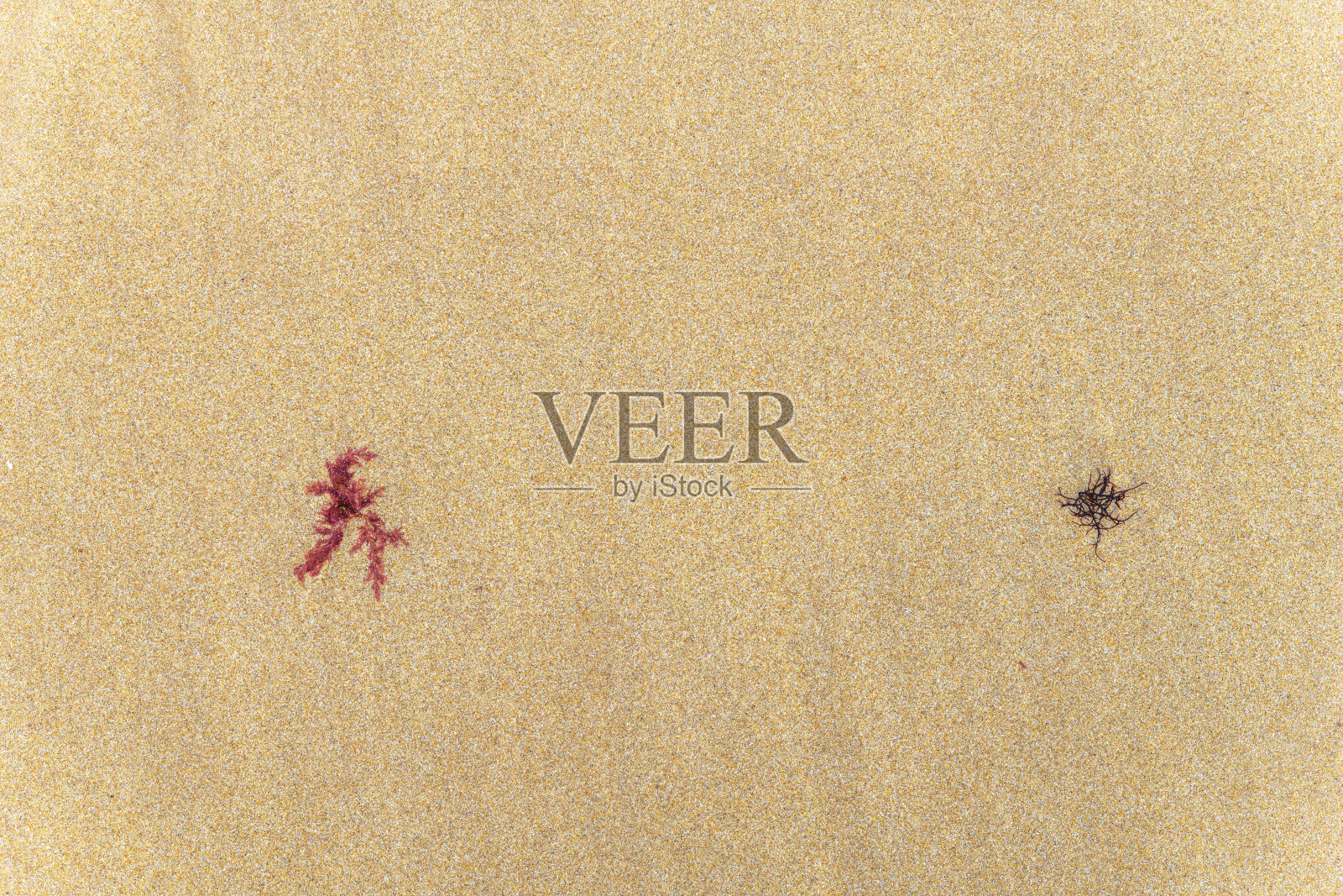 大西洋沙滩上的海藻。照片摄影图片