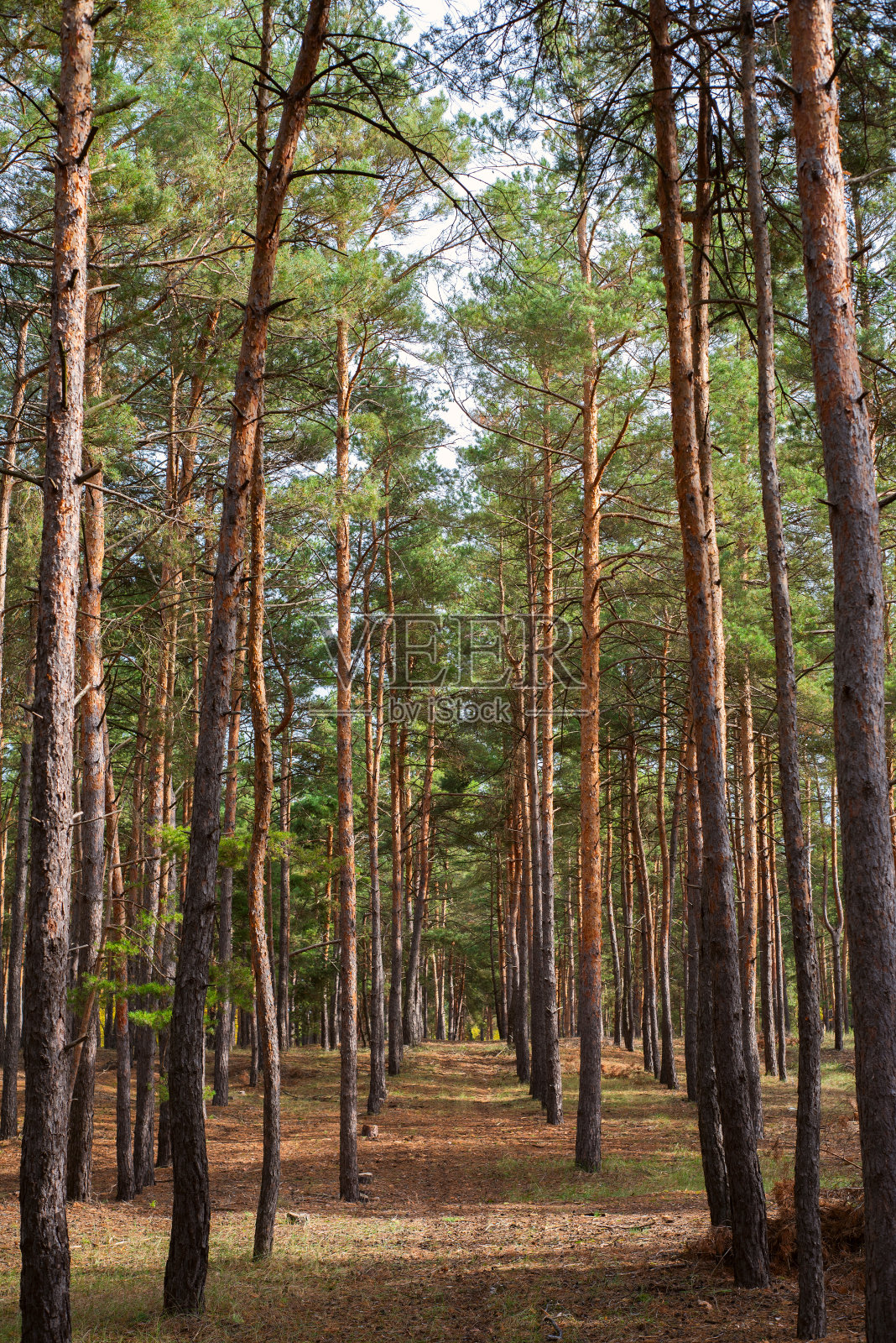 沿着高高的松树漫步在森林里照片摄影图片