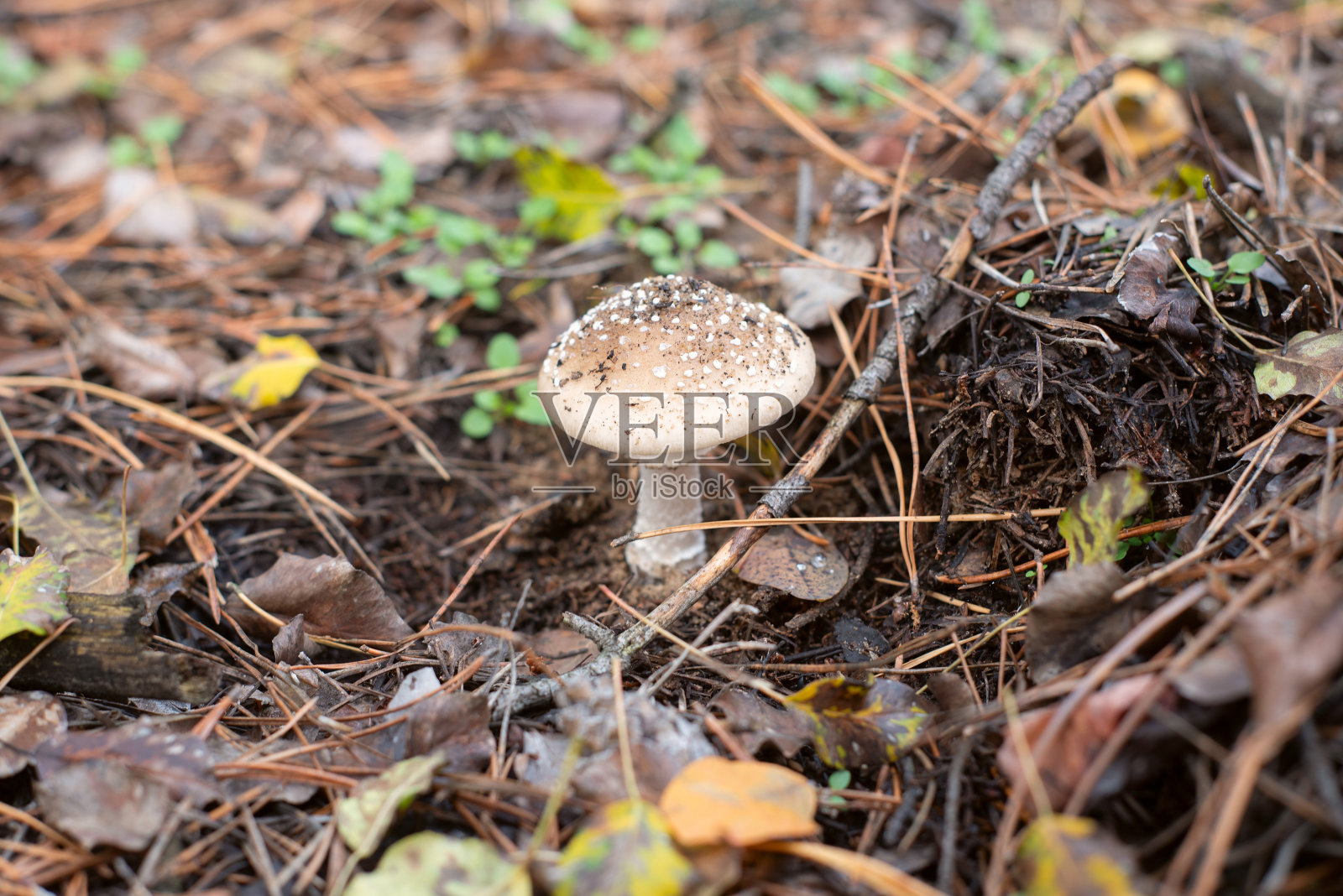 帽子上有白色斑点的有毒蘑菇，生长在森林里照片摄影图片