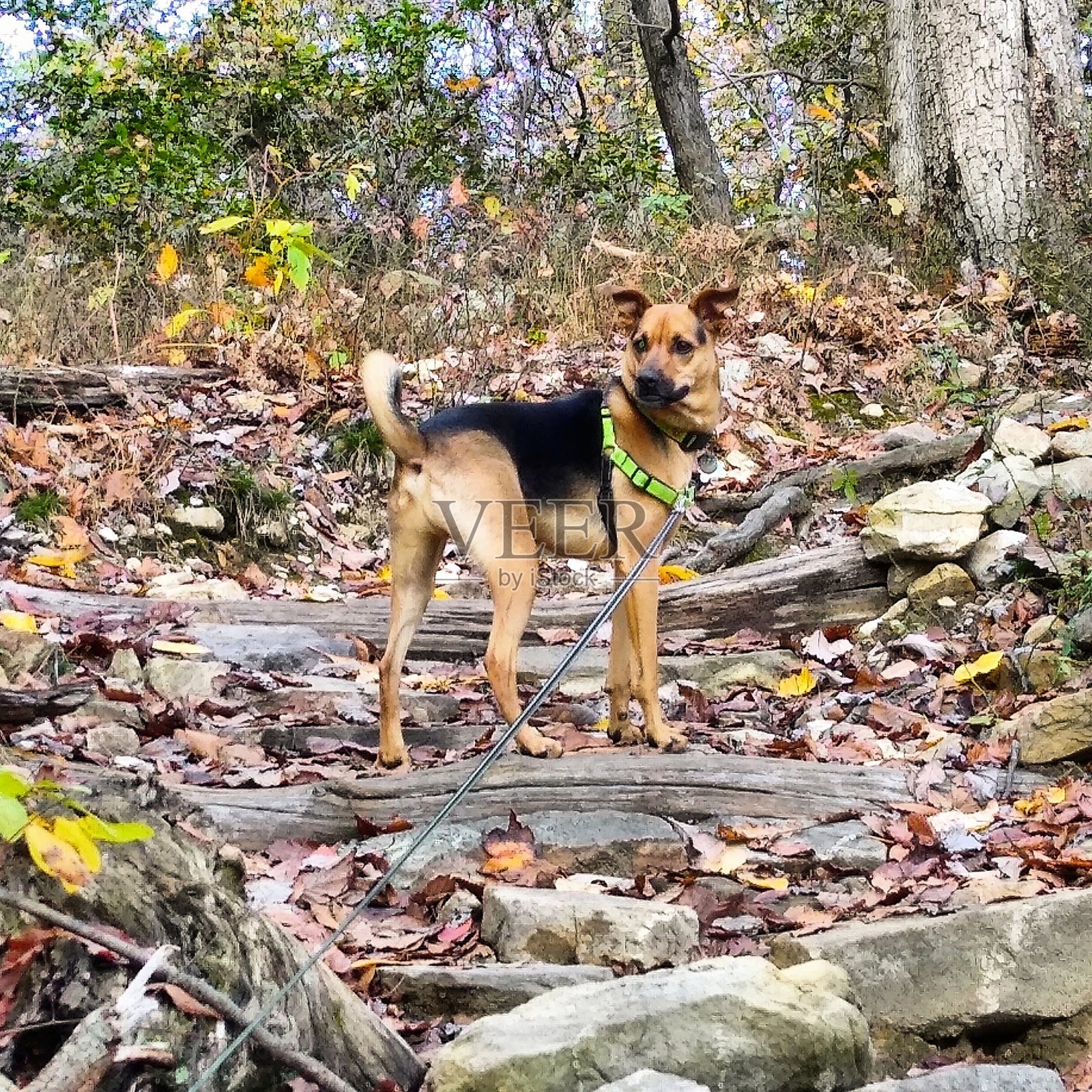 秋天的狗奥利弗照片摄影图片
