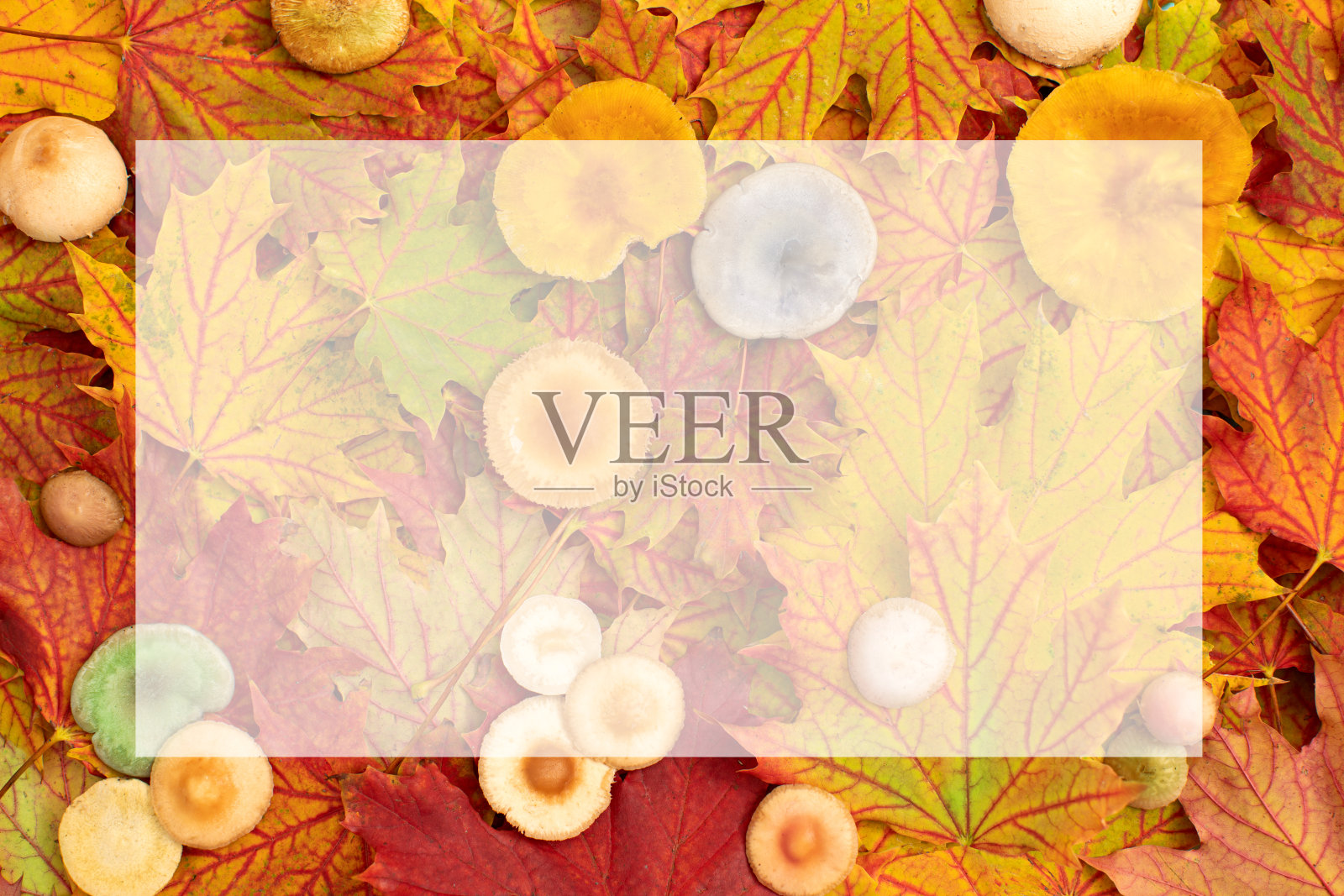 秋季风格背景照片摄影图片