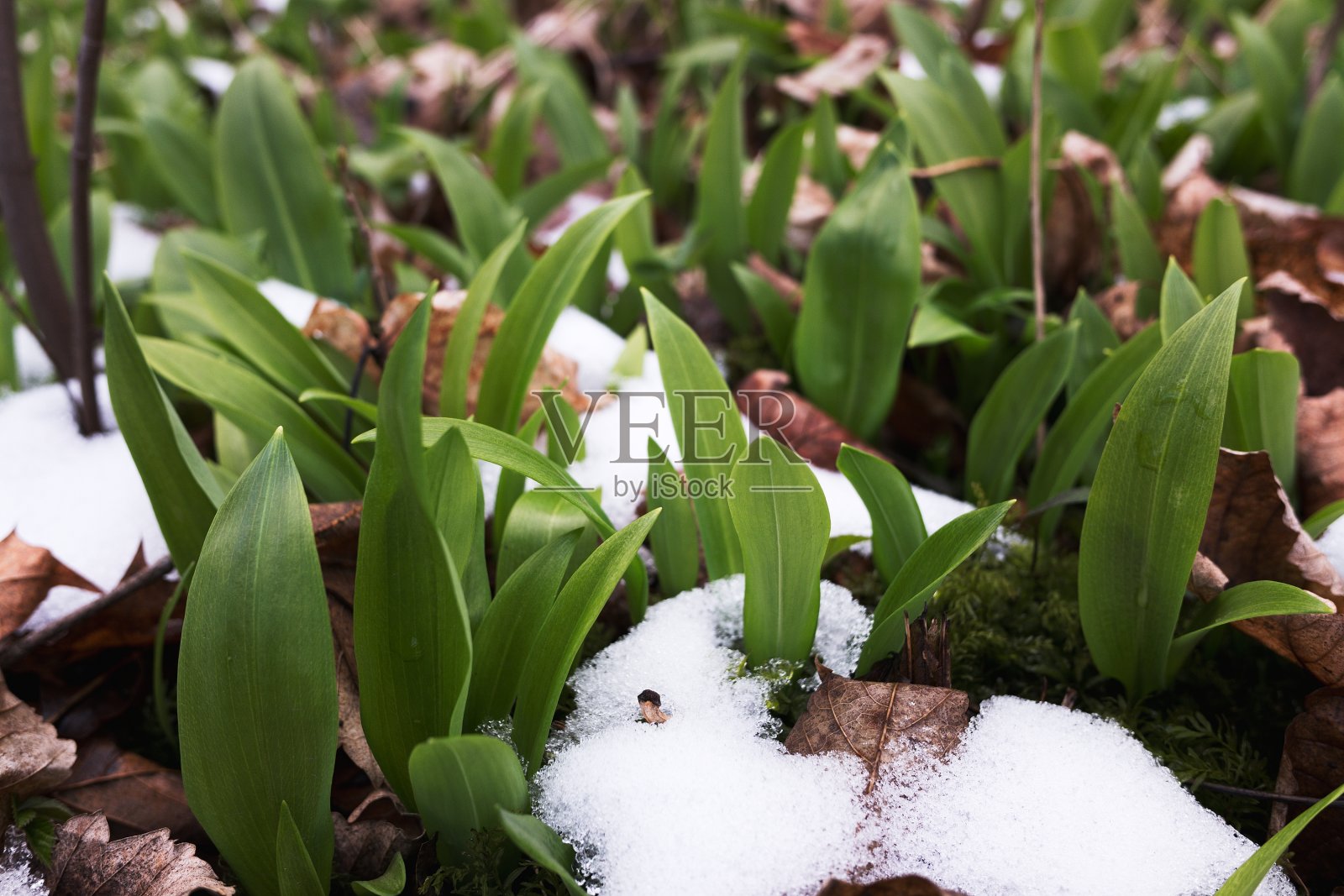 野熊蒜叶下雪。春天的宏观照片。照片摄影图片