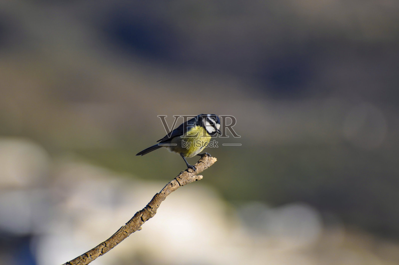 树枝上的蓝山雀照片摄影图片