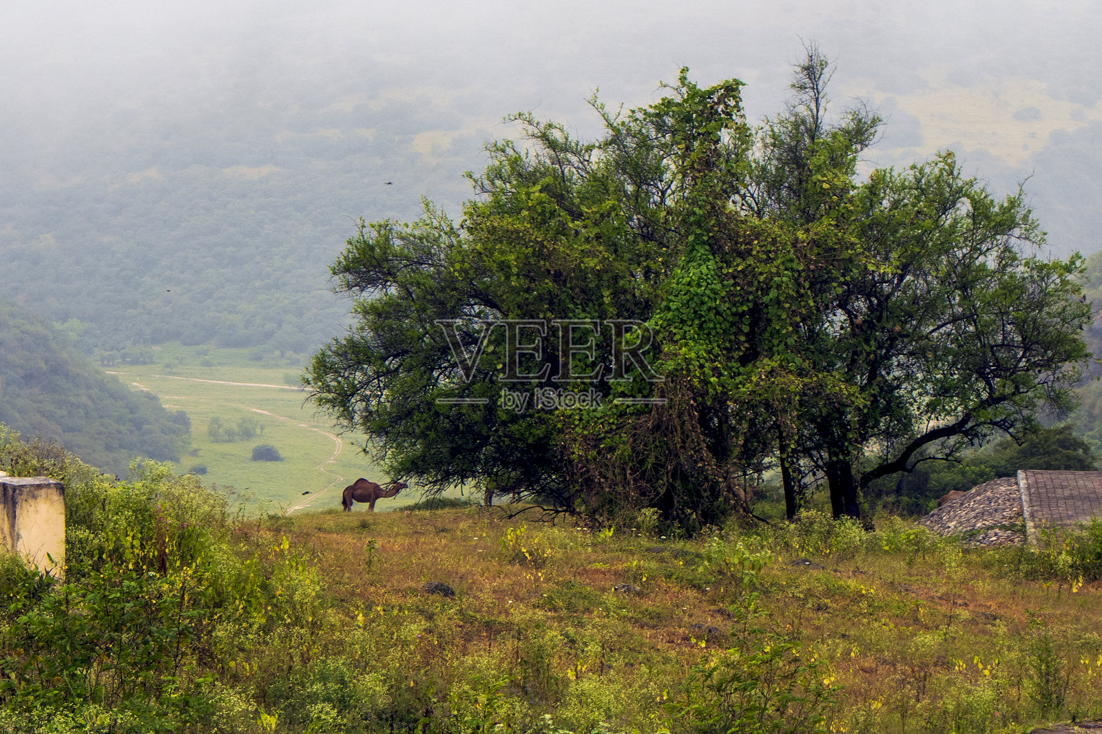 达尔巴特山顶上的树和后面的骆驼，有雾照片摄影图片