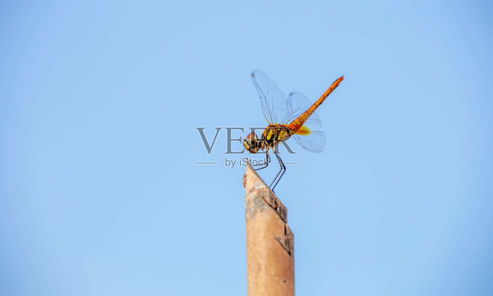 蜻蜓在自然照片摄影图片
