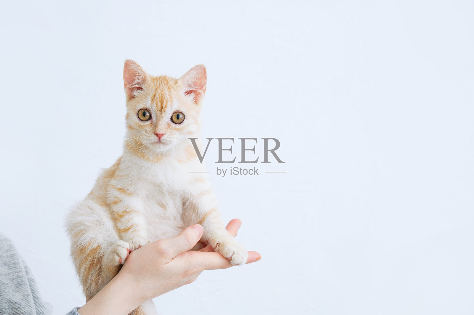 一只米色的苏格兰小猫坐在一个白人女人的手里。照片摄影图片