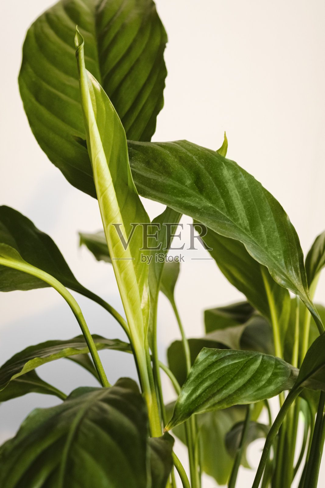 剑叶属植物的特写叶片。白背景上的白花盆中的剑叶花。家居植物护理理念。现代简约创意家居装饰理念，花园房照片摄影图片