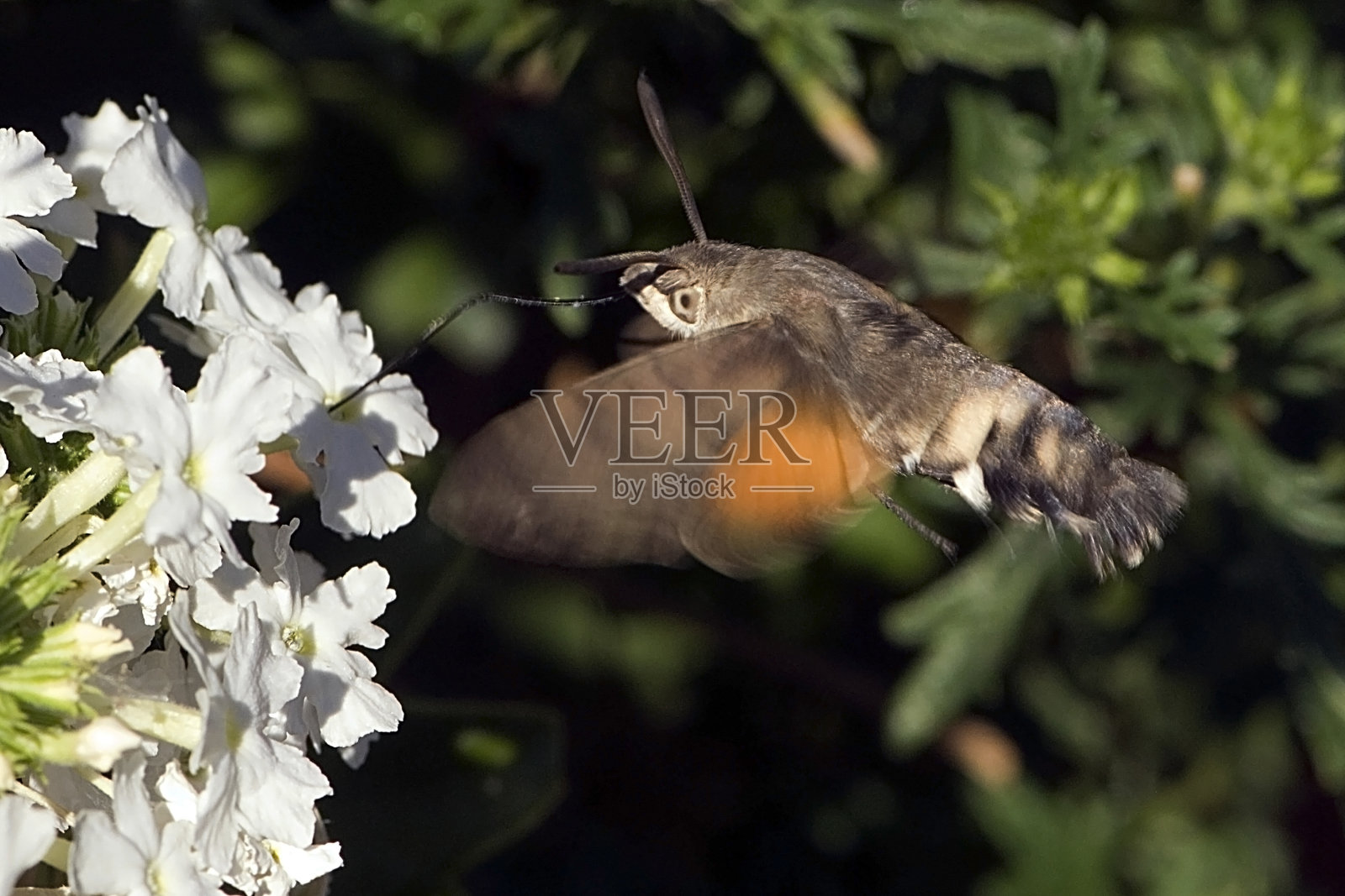 蜂鸟天蛾照片摄影图片
