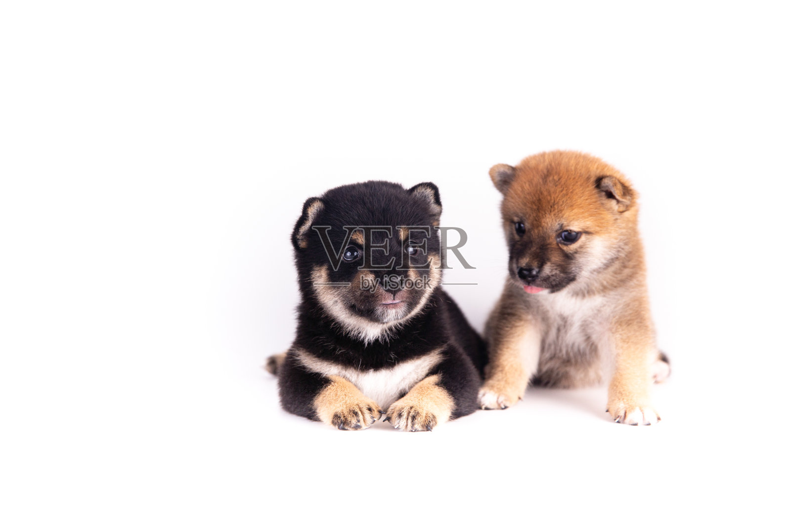 一只柴犬躺在白色的背景上。照片摄影图片