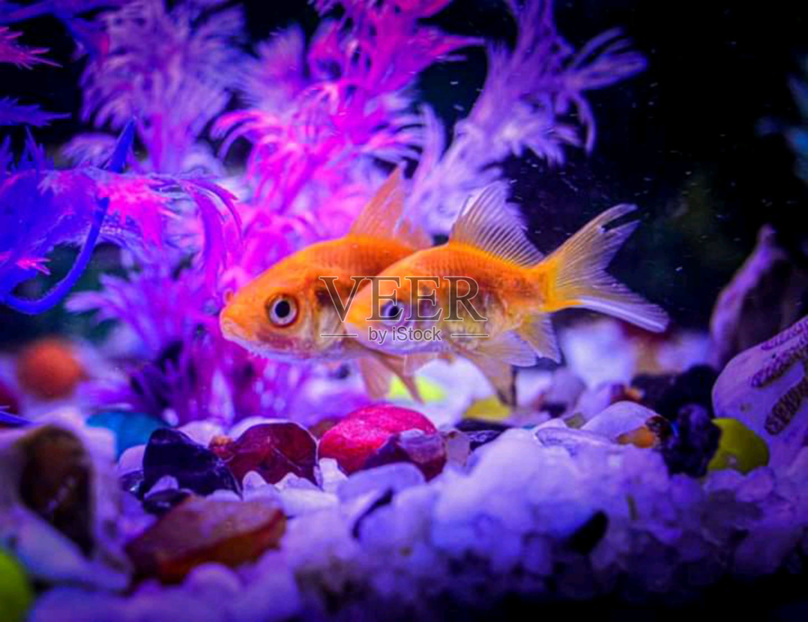 深入了解自然，你就会更好地理解一切。照片摄影图片