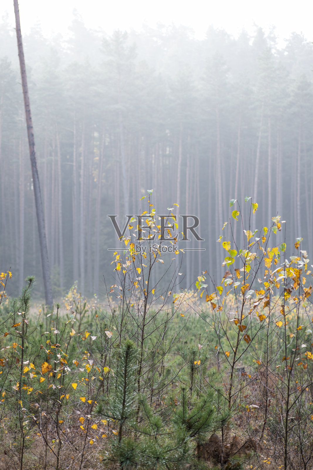 林中空地上的小桦树和松树照片摄影图片