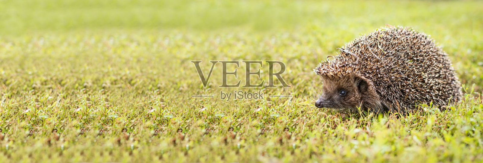 草地上的刺猬照片摄影图片