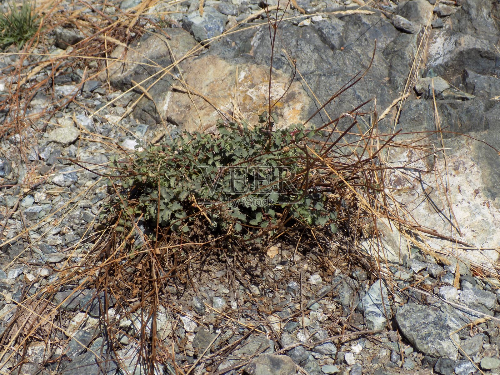 岩石上长着干草和新鲜的药草照片摄影图片