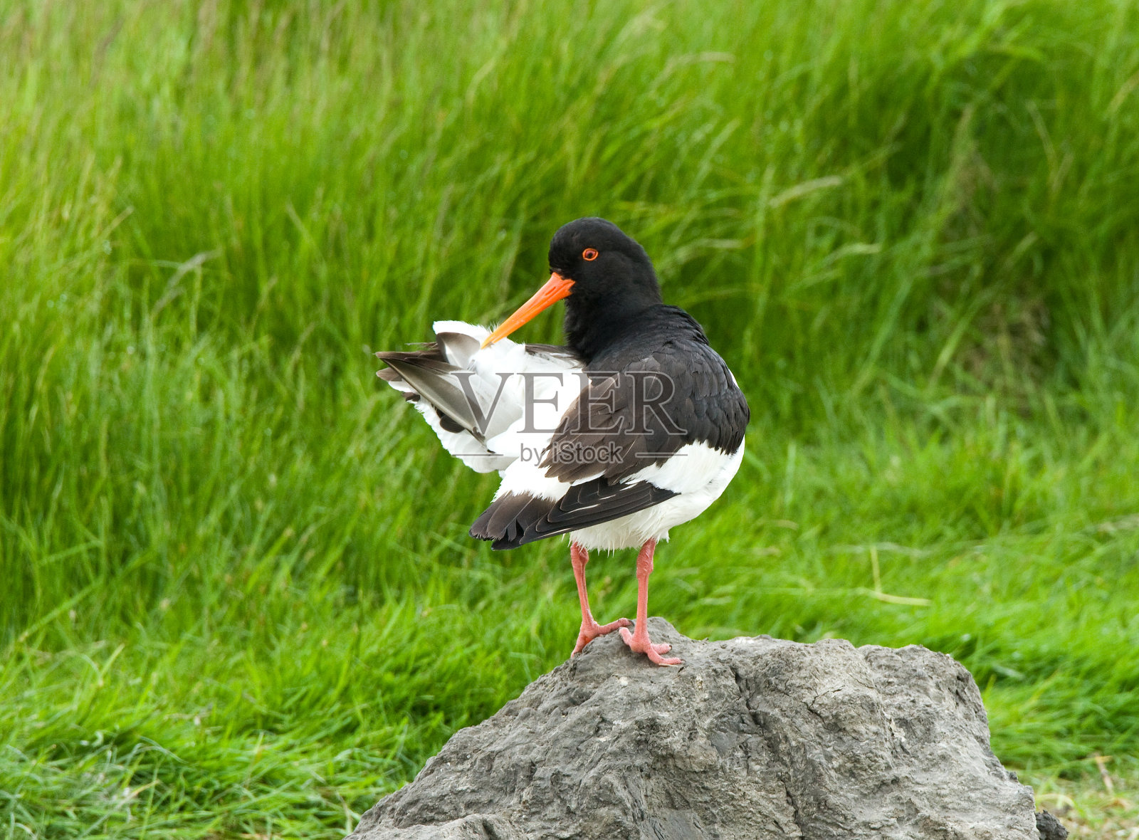 欧洲捕鲸者，Haematopus ostralegus照片摄影图片