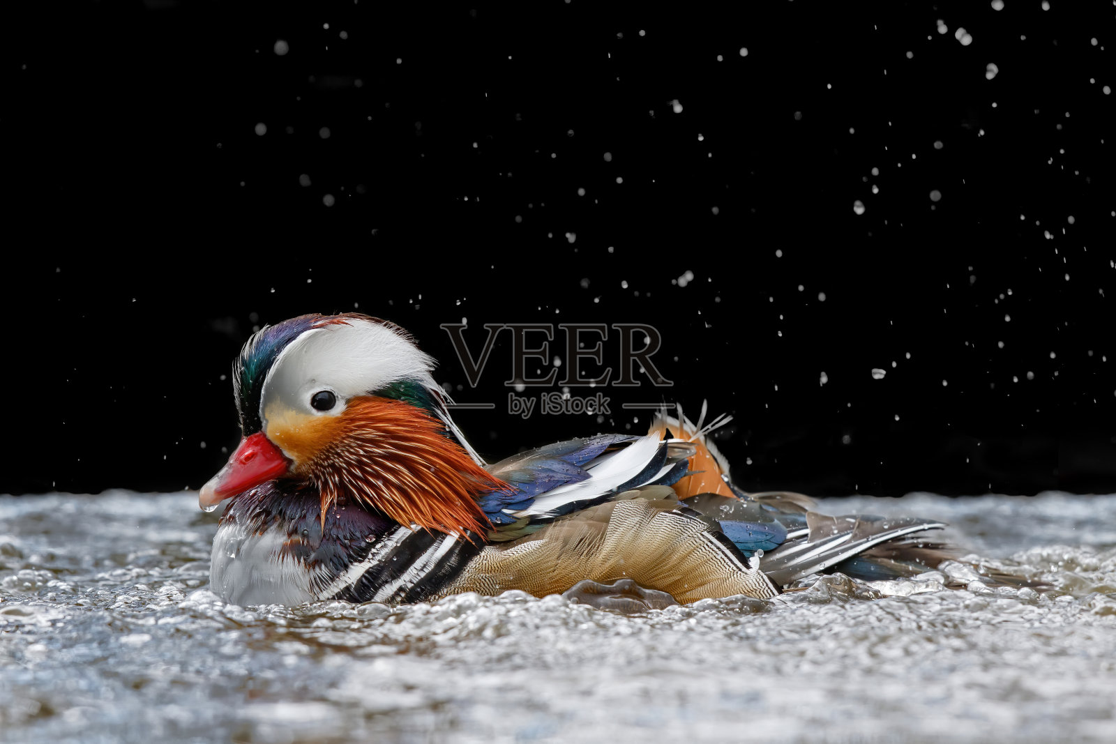 荷兰池塘里的雄性鸳鸯照片摄影图片