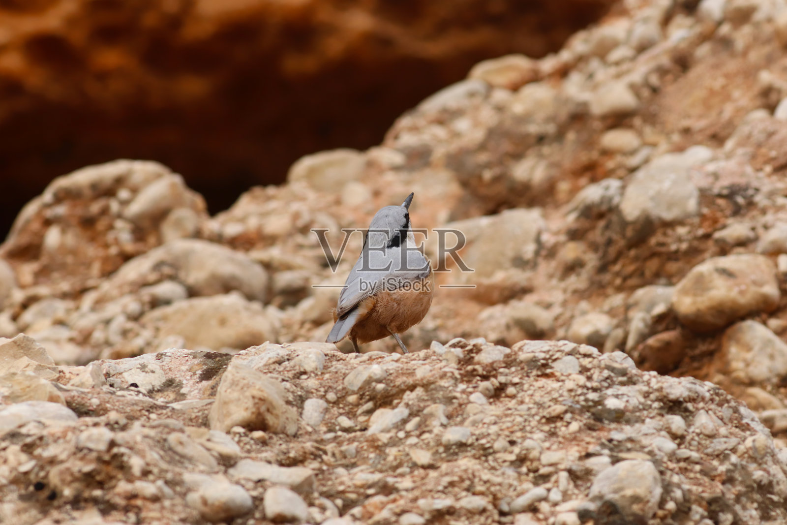 岩石中的东岩胡桃鸟照片摄影图片