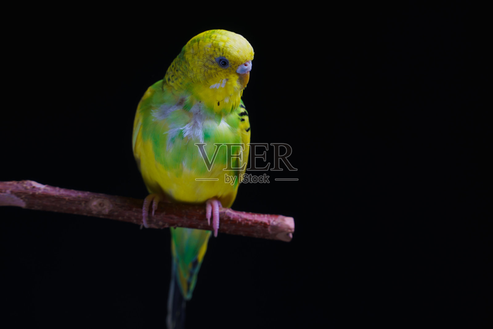 黄色和绿色的虎皮鹦鹉，虎皮鹦鹉坐在一根木棍上。黑色背景照片摄影图片