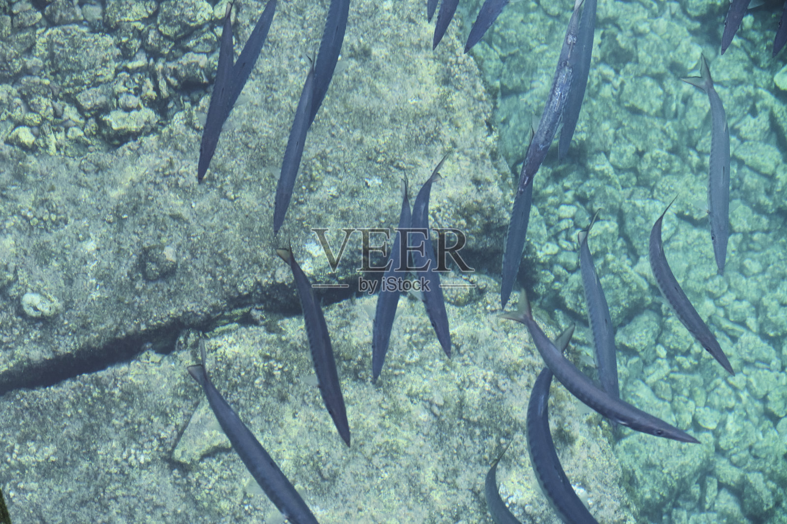 鱼在水里。绿色的海洋。照片摄影图片