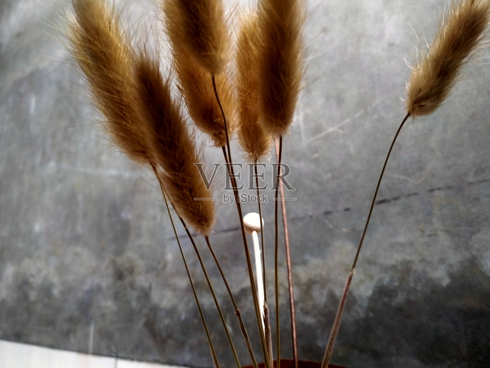 塑料的羽毛照片摄影图片