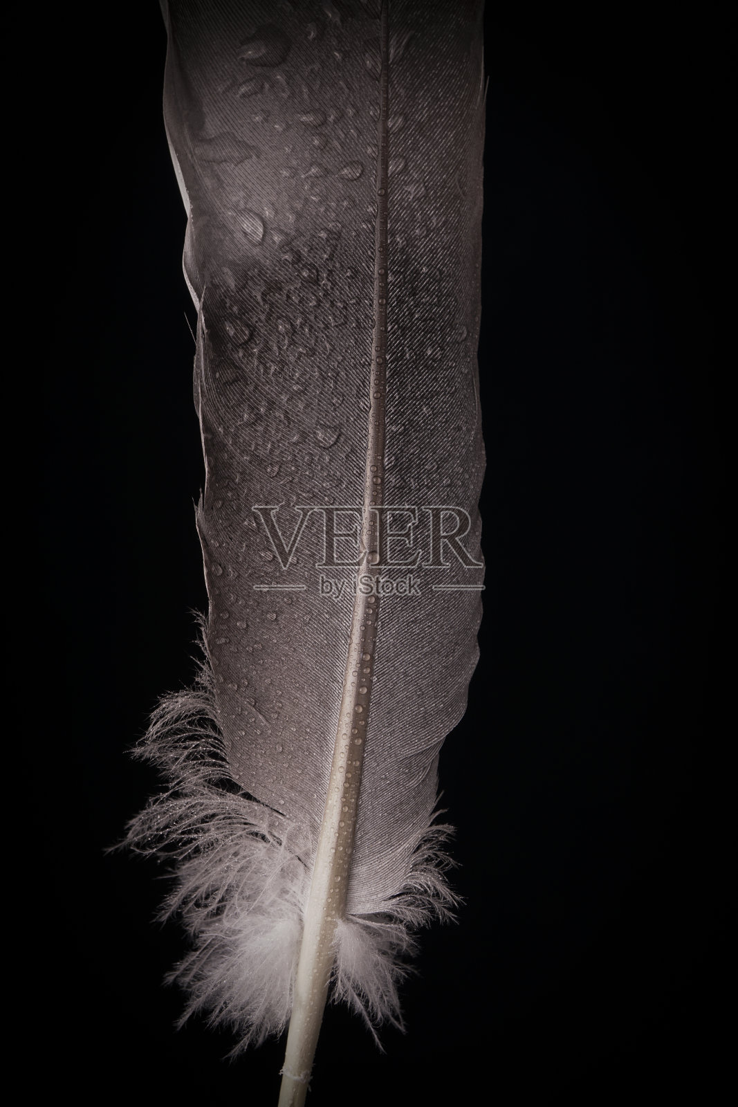 鸟羽毛的特写显示水滴照片摄影图片