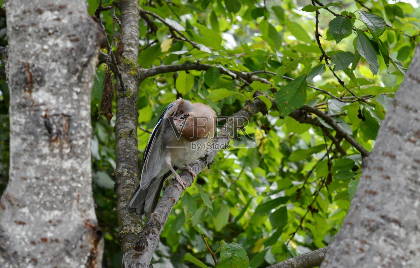 树枝上的鸟清洗羽毛照片摄影图片