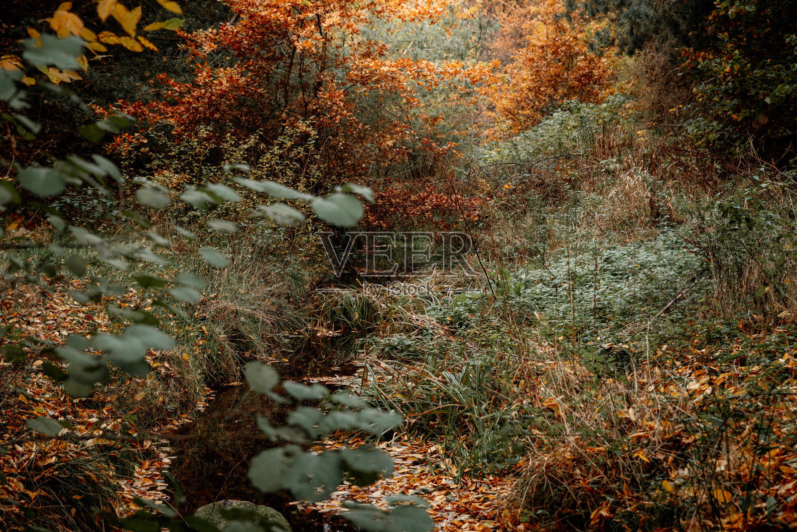 秋天的风景在森林里照片摄影图片