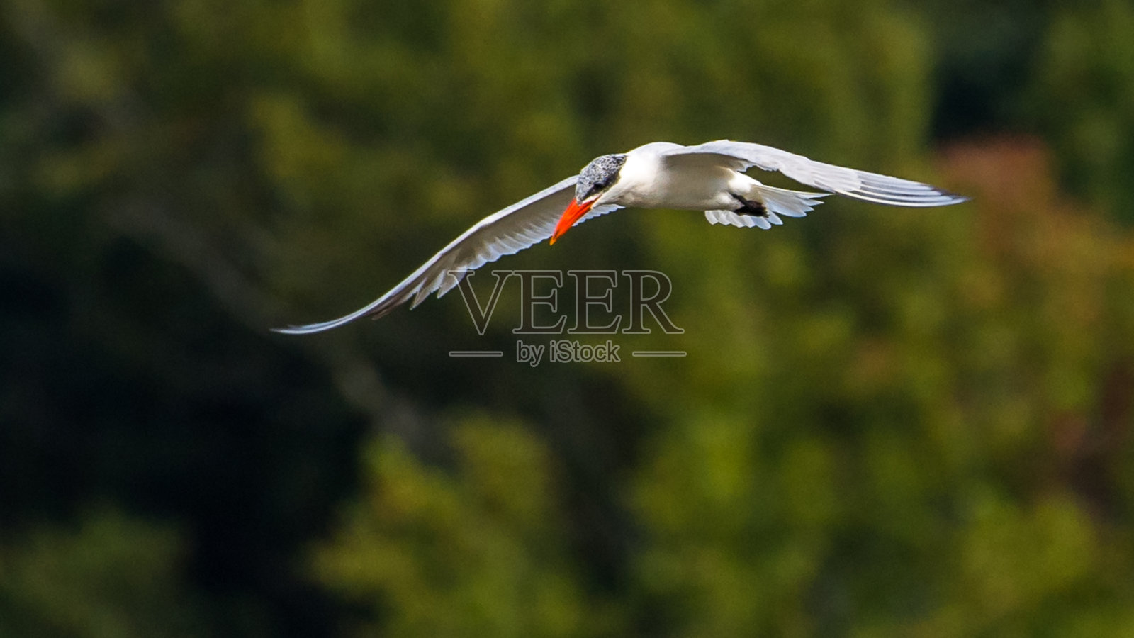 飞行中的普通燕鸥照片摄影图片