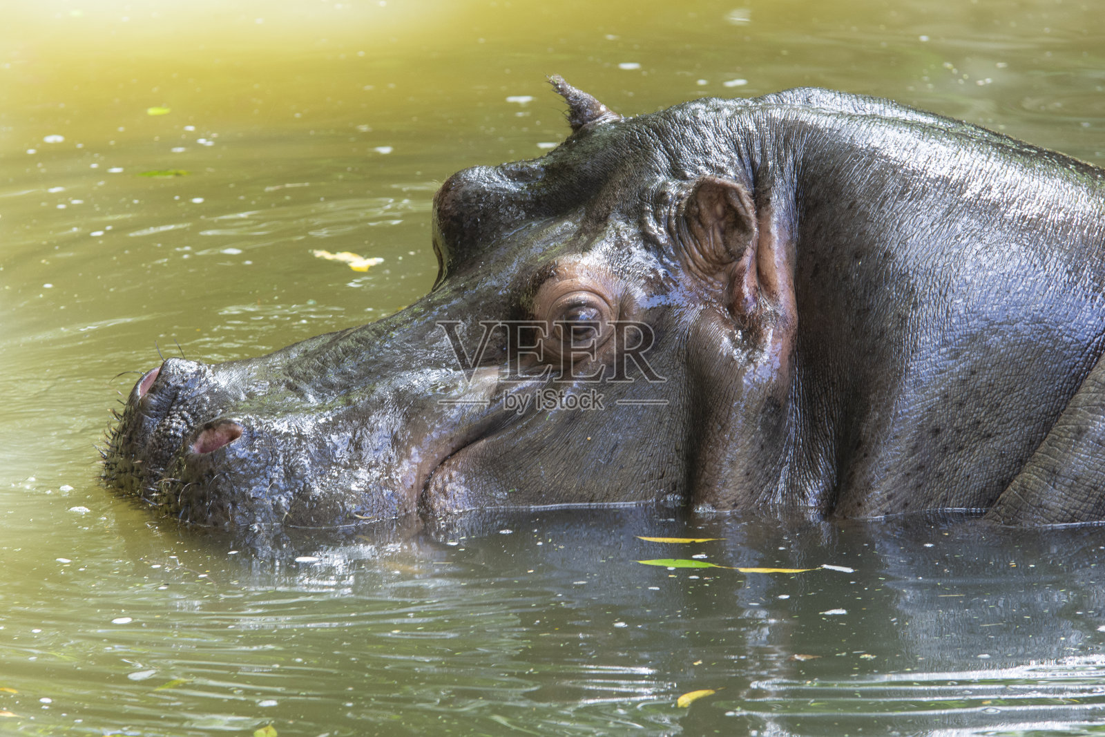 池塘里河马头的特写镜头照片摄影图片