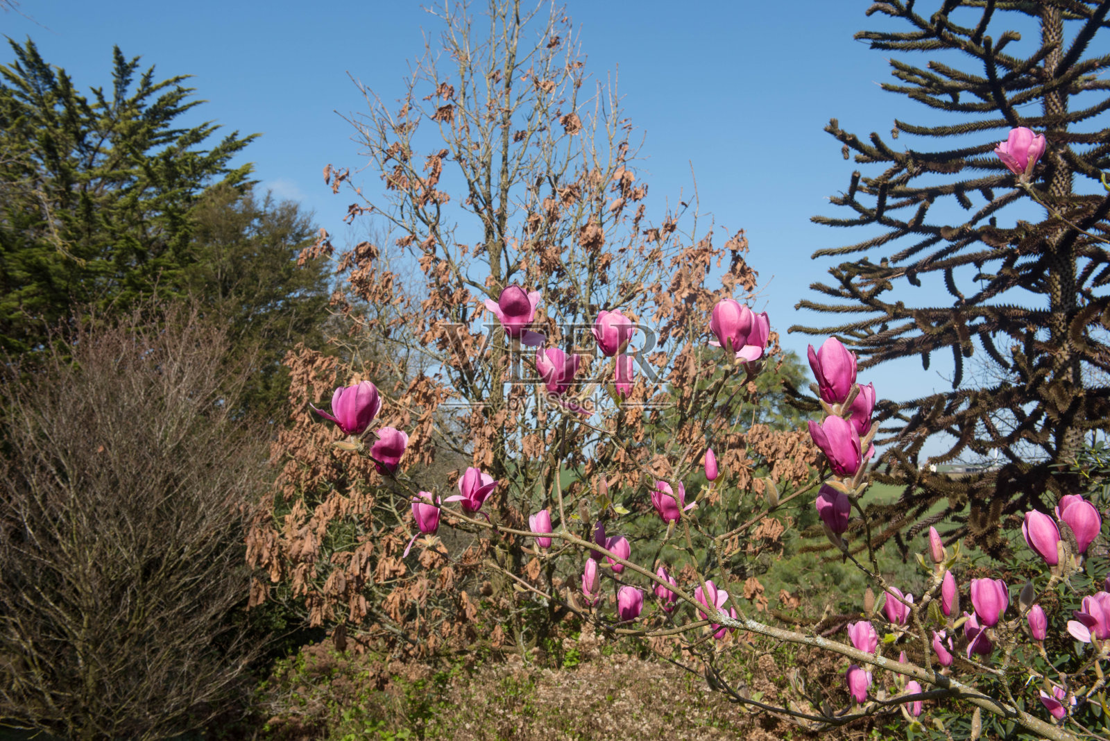 在英国德文郡乡下的乡村别墅花园中生长的一棵落叶木兰树(木兰“伊恩的红”)的亮粉色春天花照片摄影图片