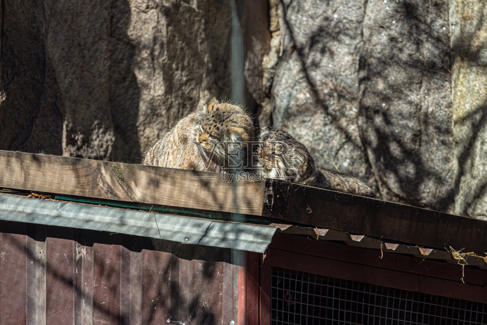 帕拉斯的两只猫照片摄影图片