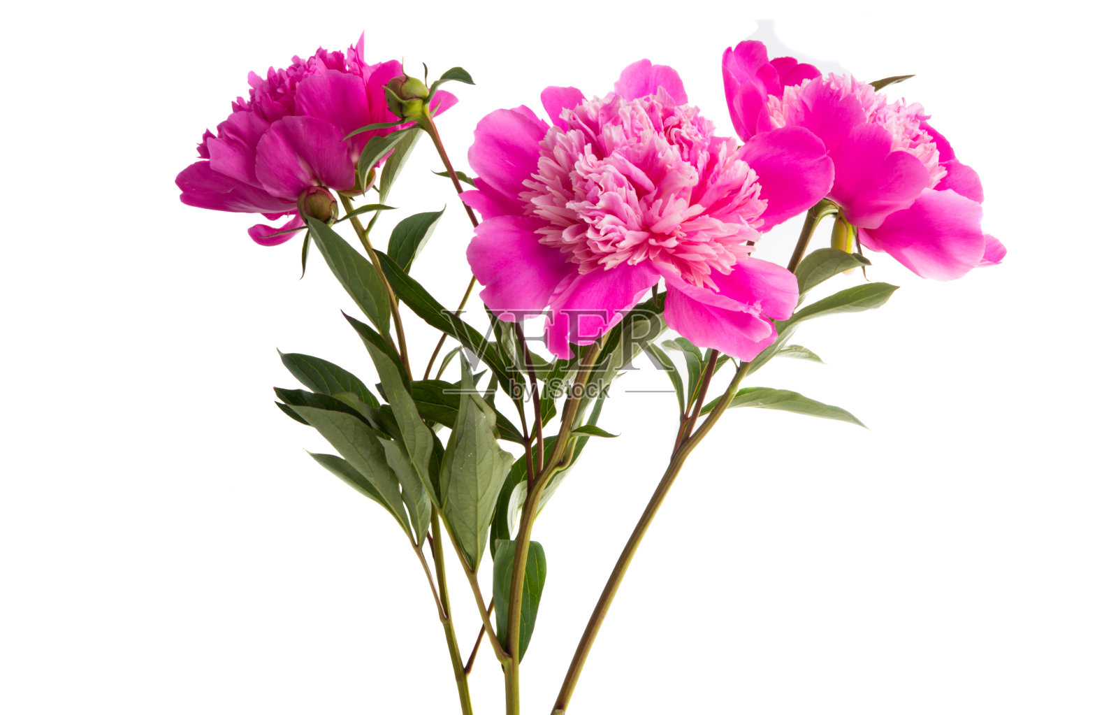 孤立的牡丹花束照片摄影图片