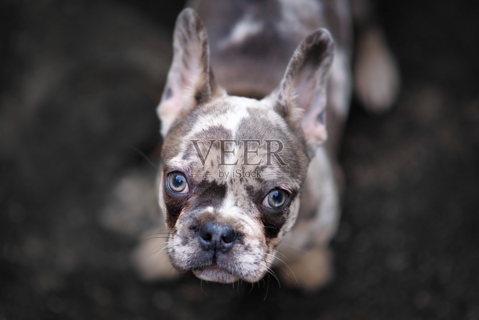 年轻的山鸟色法国斗牛犬狗小狗与斑点的补丁向上看照片摄影图片