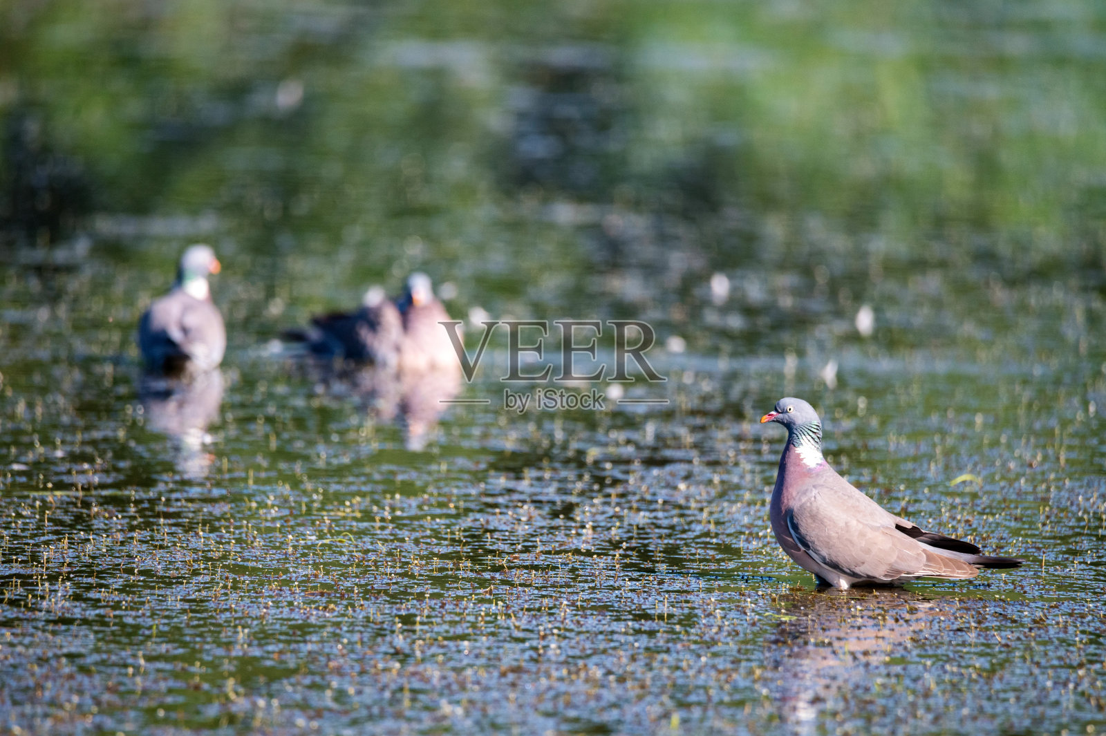 很少有木鸽子在水里洗照片摄影图片