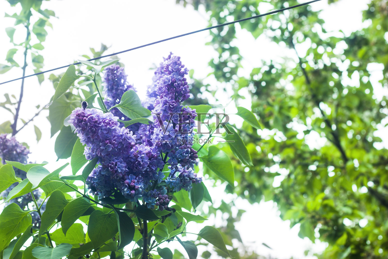 在阳光明媚的夏天或春天的一天，美丽芬芳的紫丁香花盛开在户外的新鲜树叶的绿色灌木上的特写。照片摄影图片