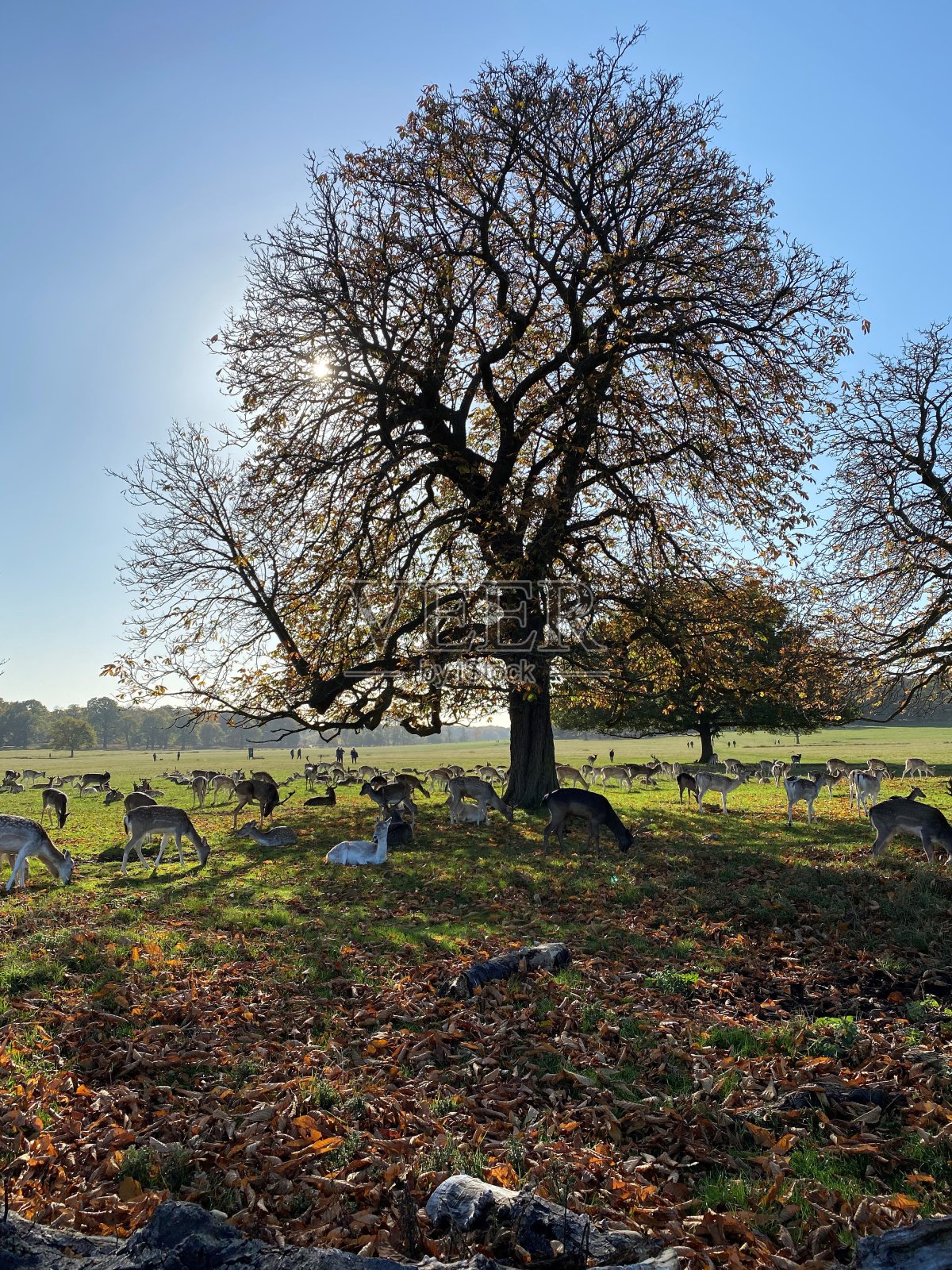 秋天里的里士满公园照片摄影图片