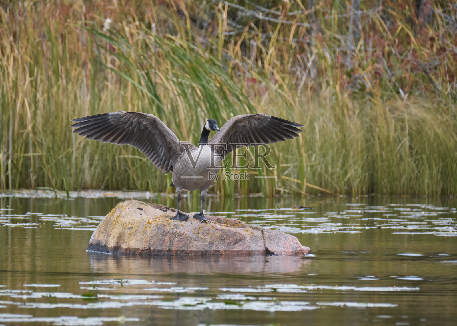 加拿大鹅展开翅膀照片摄影图片