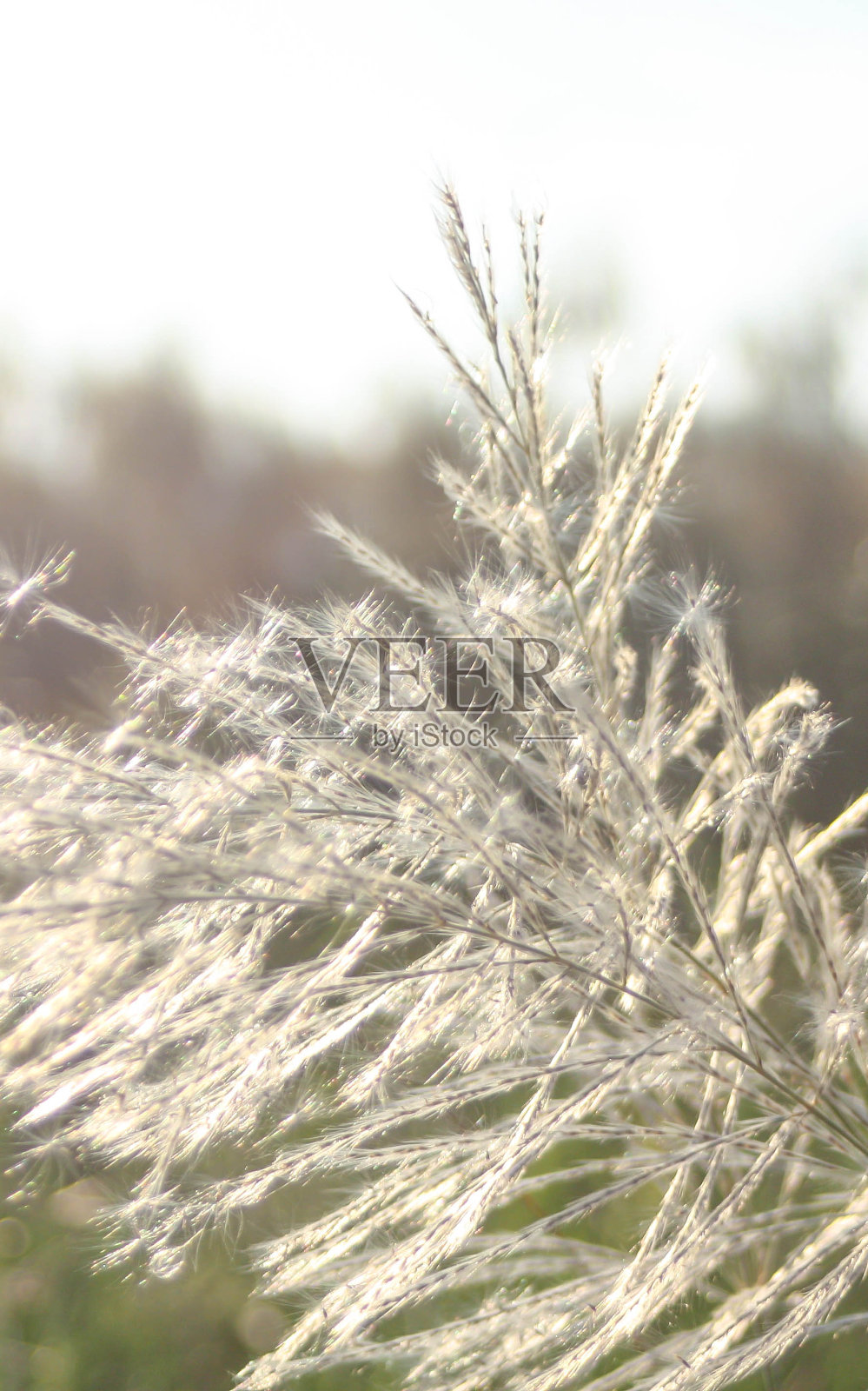 草花与早晨的太阳在夏天浅蓝色的天空照片摄影图片