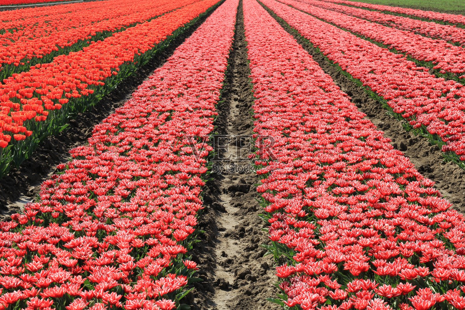 这是春天的荷兰，鳞茎地里长着一排排红色郁金香照片摄影图片