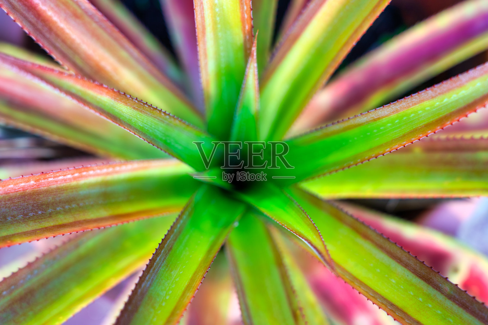 丝兰植物有刺的叶子照片摄影图片