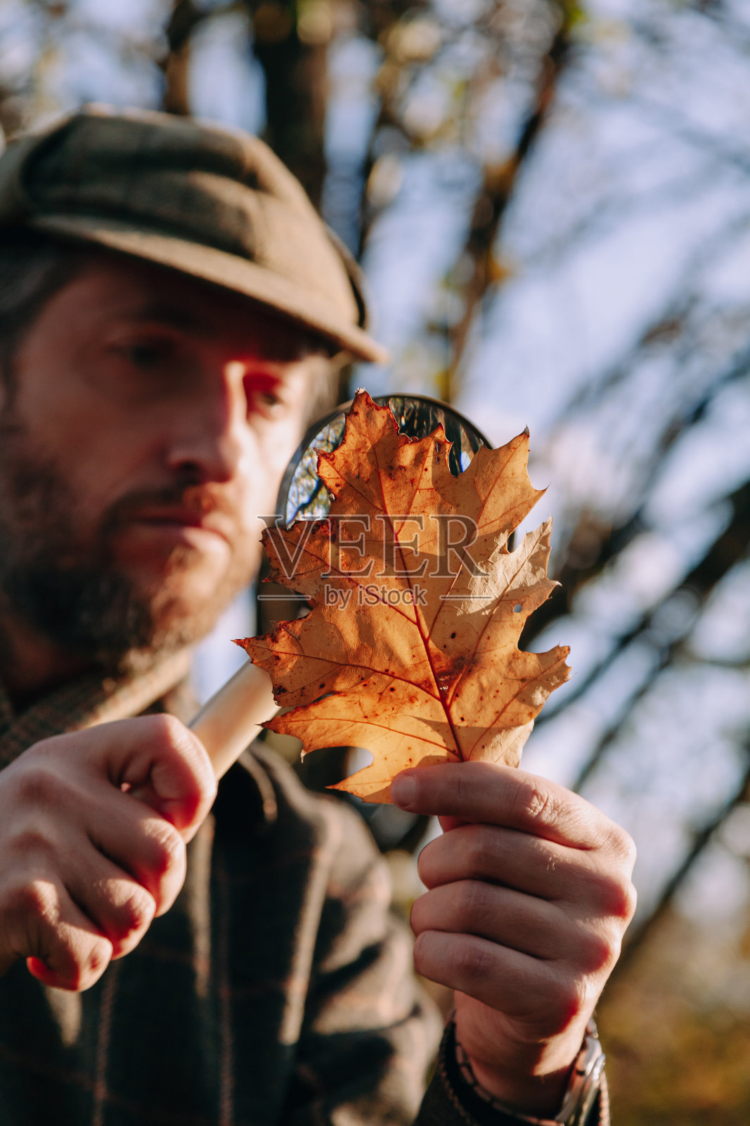 科学家用放大镜检查树叶照片摄影图片