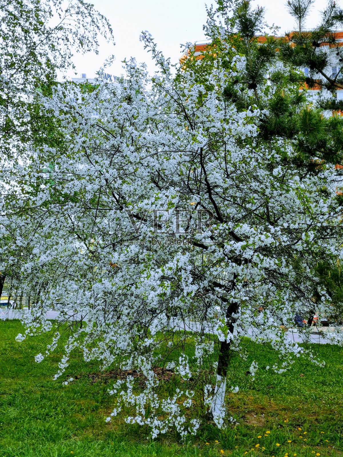 春天照片摄影图片