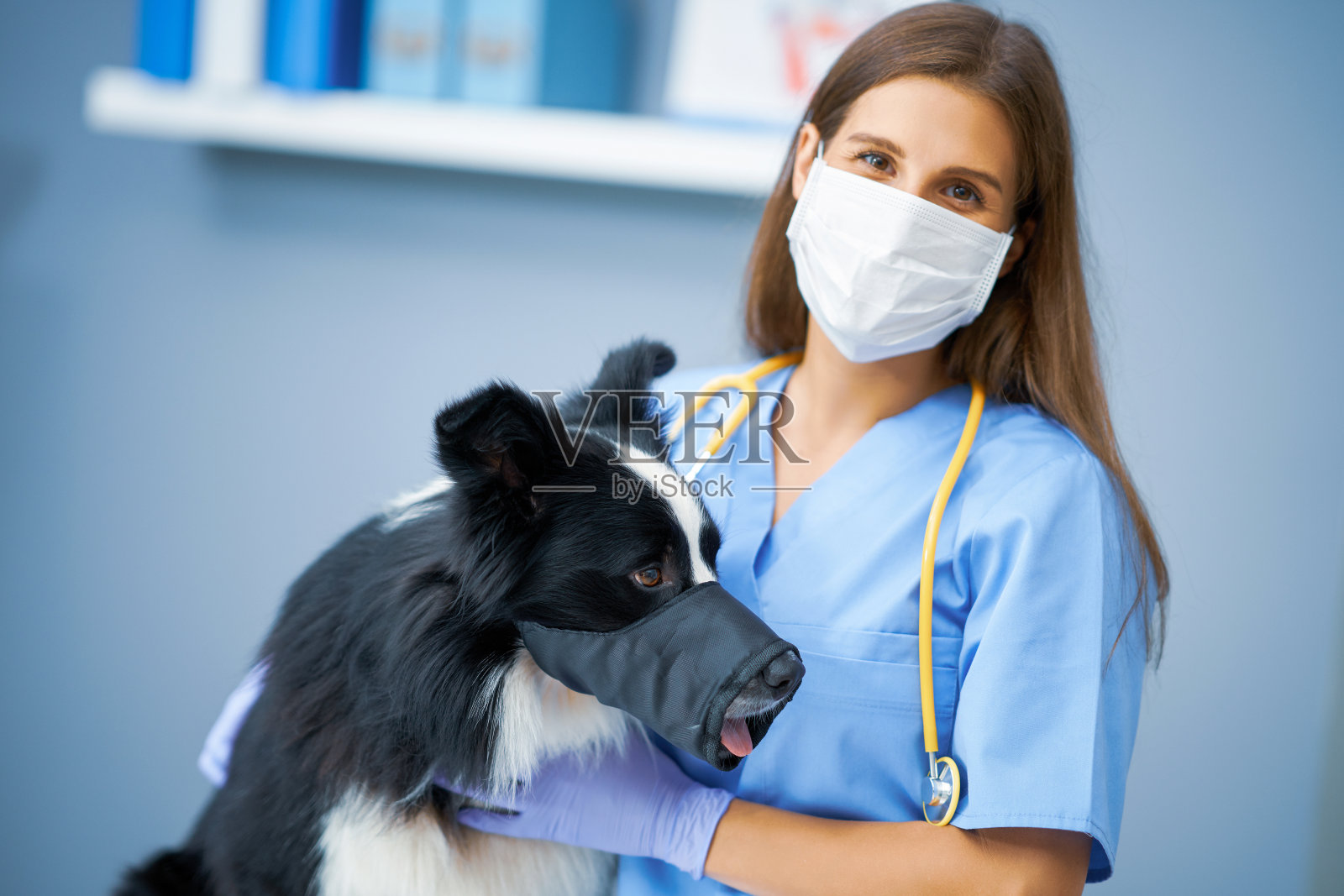 女兽医在诊所检查一只狗照片摄影图片