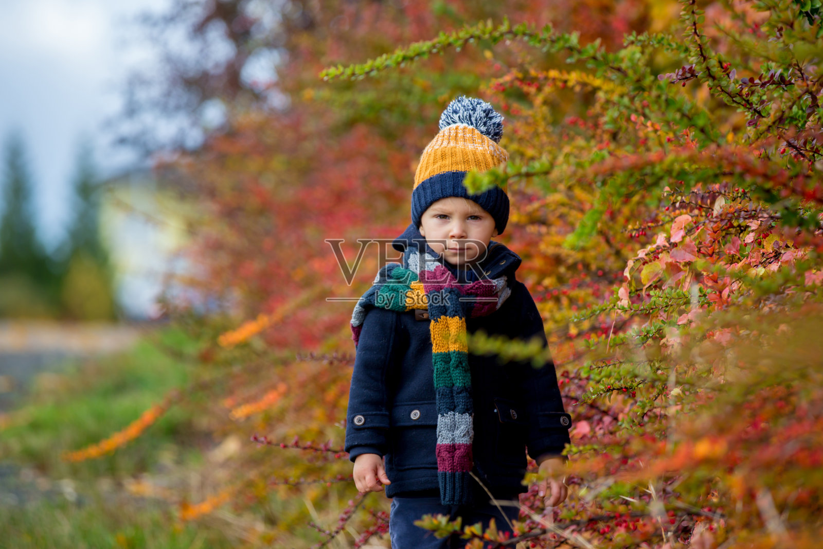 可爱的蹒跚学步的金发小孩，可爱的男孩，在秋天的公园与色彩斑斓的树木和灌木丛玩耍照片摄影图片