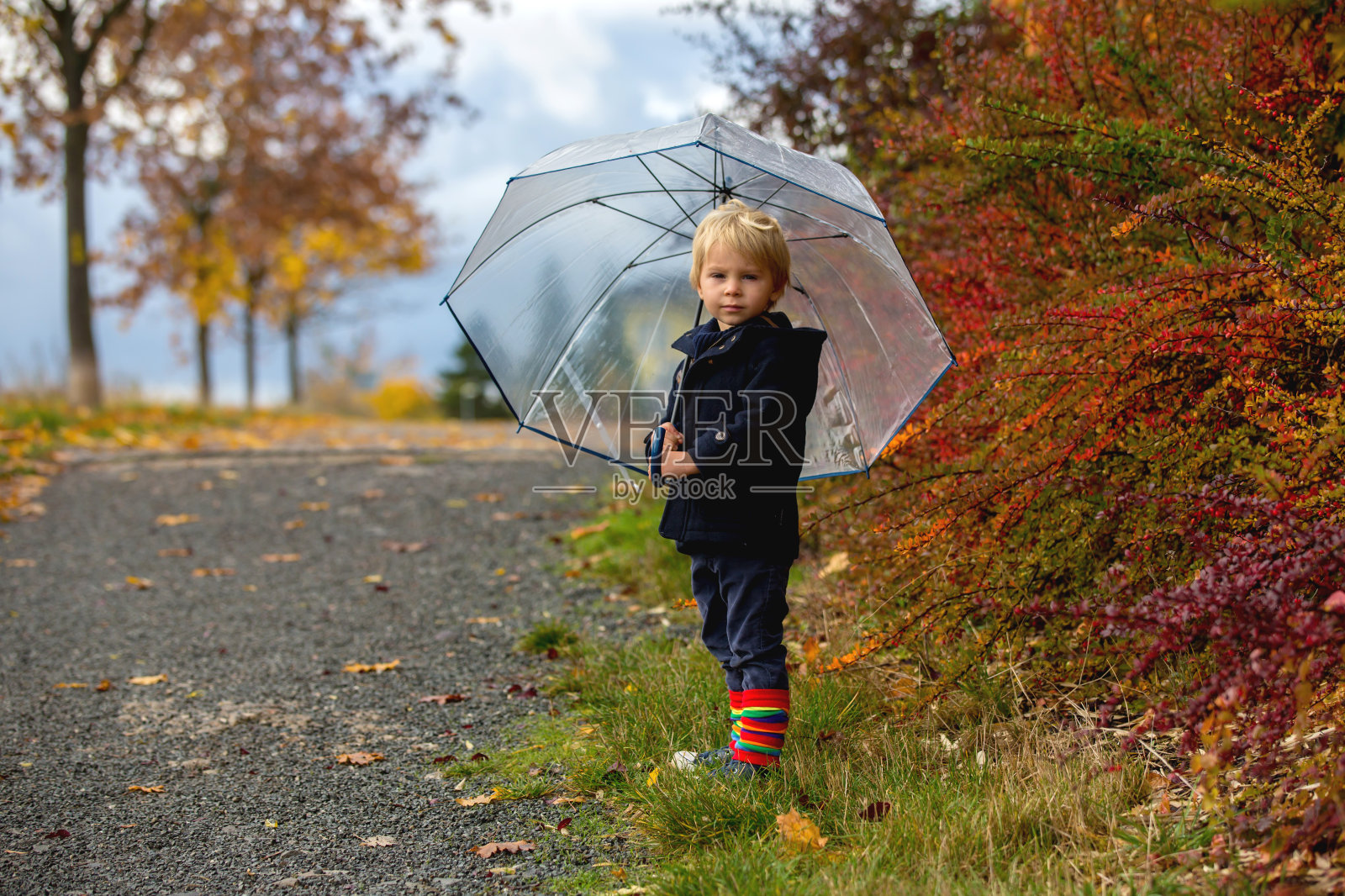 可爱的蹒跚学步的金发小孩，可爱的男孩，在秋天的公园与色彩斑斓的树木和灌木丛玩耍照片摄影图片