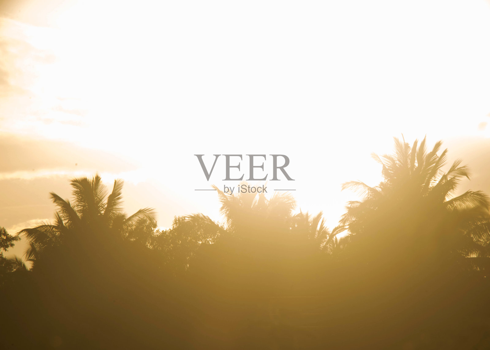 印度的椰子树农场照片摄影图片