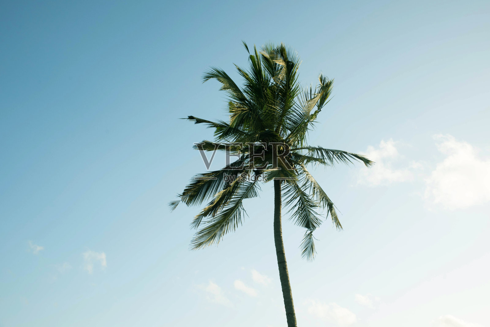 印度的椰子树农场照片摄影图片