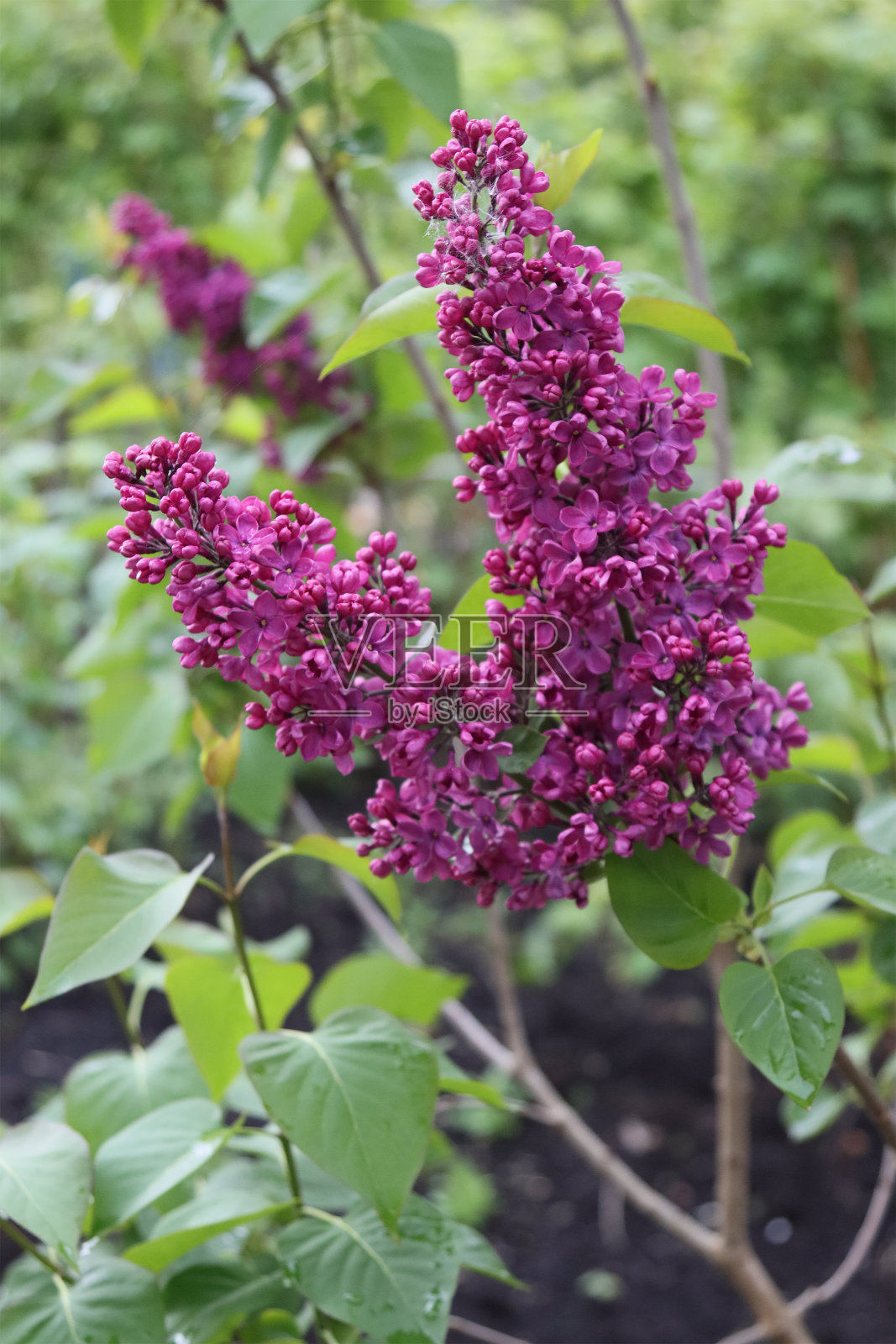 春天盛开的丁香枝照片摄影图片